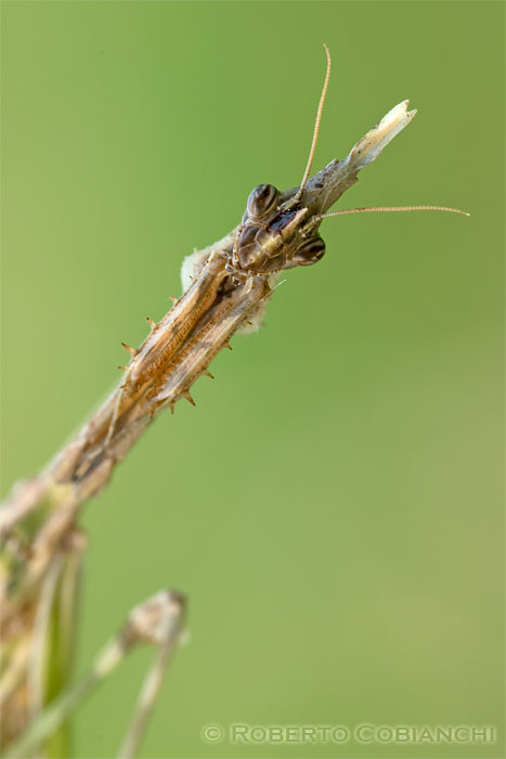 Empusa pennata